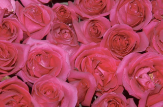productos belleza 100% natural producidos en México por Castalia y Nirama