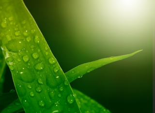 productos belleza 100% natural producidos en México por Castalia y Nirama