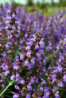 productos belleza 100% natural producidos en México por Castalia y Nirama